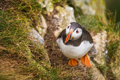 Close-up of bird on grass