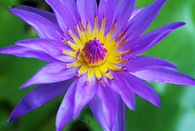 Close-up of purple flower blooming outdoors