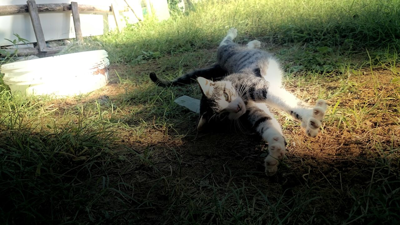 pets, domestic animals, one animal, mammal, animal themes, dog, grass, full length, domestic cat, field, cat, feline, sunlight, grassy, high angle view, portrait, pet collar, looking at camera, day, front or back yard