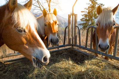 Close-up of horse on field