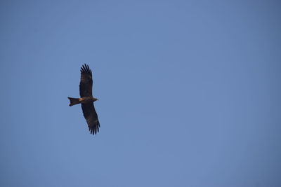 Low angle view of eagle flying against clear blue sky