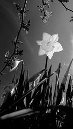 Low angle view of flowering plant against sky