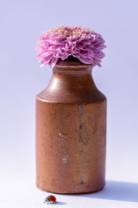 Close-up of flowers against white background