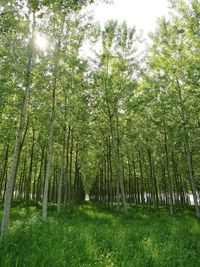 Trees against sky