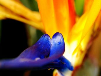 Close-up of blue flower against blurred background