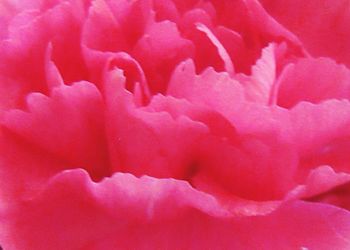 Full frame shot of pink rose