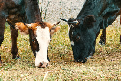 Cows standing in a field