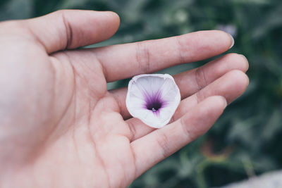 Close-up of hand holding purple flower