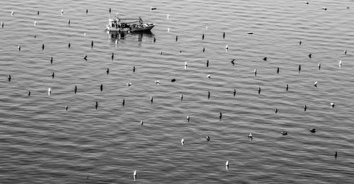 High angle view of birds on shore