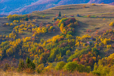 High angle view of trees in forest during autumn