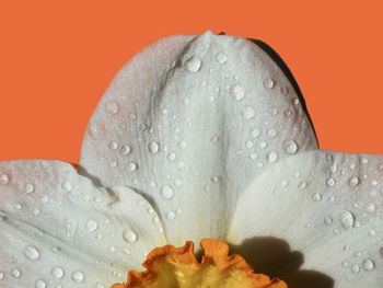 Close-up of wet flower against orange background