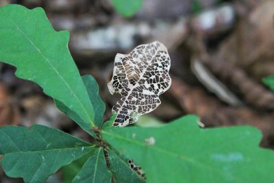 Close-up of butterfly on leaf