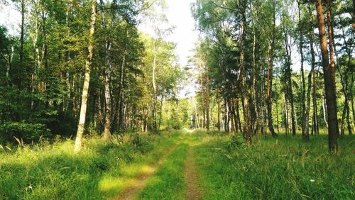 Trees in forest