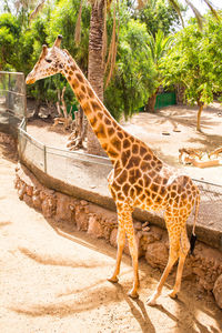 Giraffe in zoo