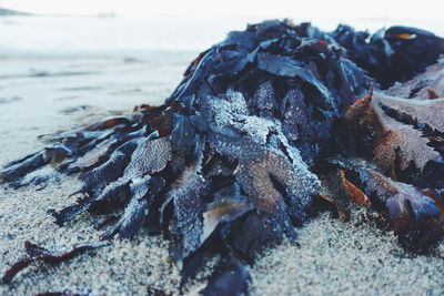 Close-up of crab on sand at beach