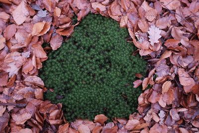 Close-up of autumn leaves fallen on field