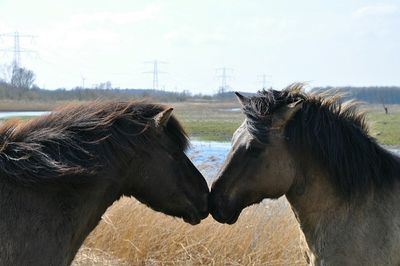 Horses on field against sky