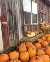 View of pumpkins in house