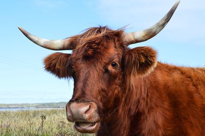 Cow in a field