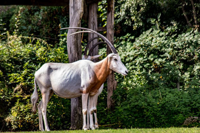 Side view of a horse