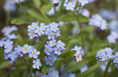 Close-up of white flowering plant in park