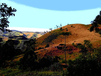 Low angle view of trees on mountain against sky