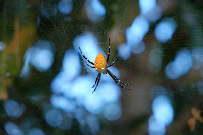 Close-up of spider on web