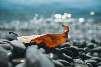 Close-up of dry autumn leaf on pebbles