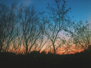 Bare trees on landscape at sunset