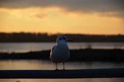 Close-up of bird perching on shore against sky during sunset