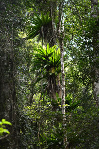 Trees growing in forest