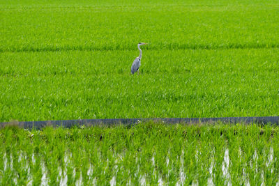 High angle view of gray heron perching on field