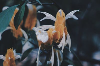 Close-up of flowering plants