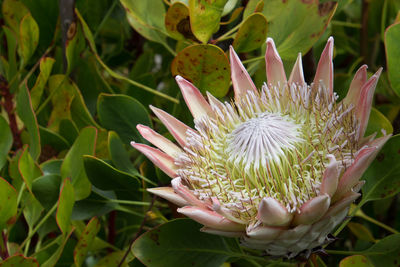 The flower of a the head of a protea against a green background on a sunny day poto in maui, hawaii