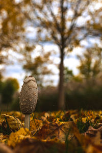 Close-up of mushroom growing on field