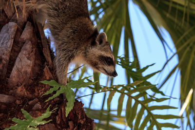 Close-up of lizard on tree