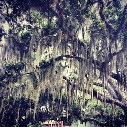 Low angle view of trees in forest