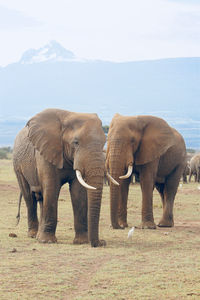 Elephants in amboseli national park with mt. kilimanjaro in the background