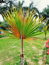 Close-up of palm trees on field