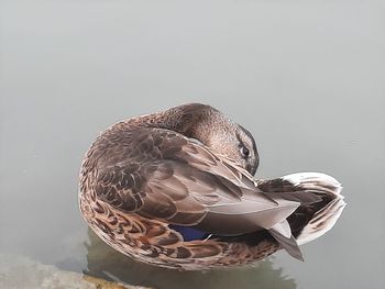 Close-up of a bird