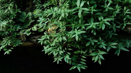 Close-up of plant