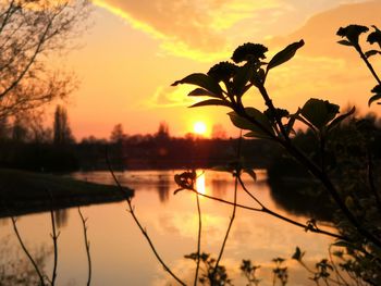 Silhouette plants by lake against romantic sky at sunset