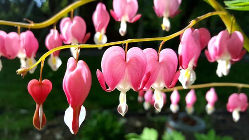 Close-up of pink flowers blooming outdoors