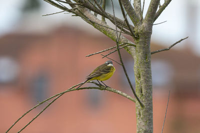 The western yellow wagtail on a tree with a red building in the background