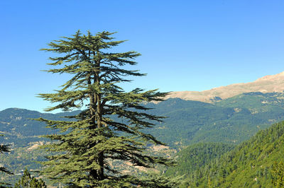 Tree on mountain against clear blue sky