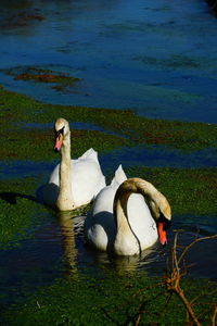 View of swans swimming in lake