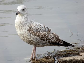 Close-up of seagull on land