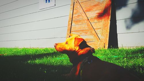 Dog on field against sky