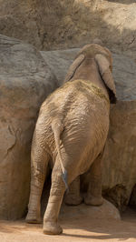 Close-up of elephant