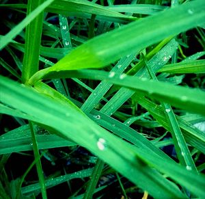 Close-up of succulent plant